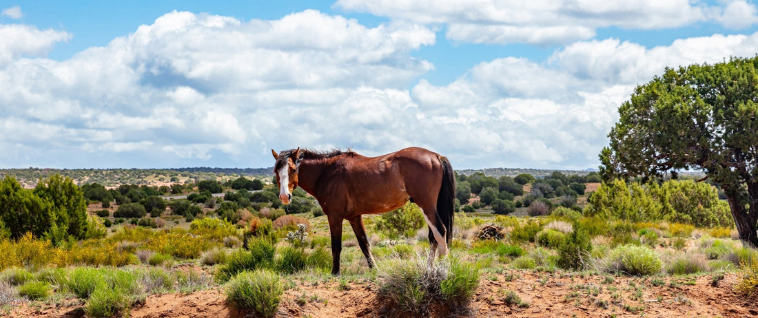 western furniture design